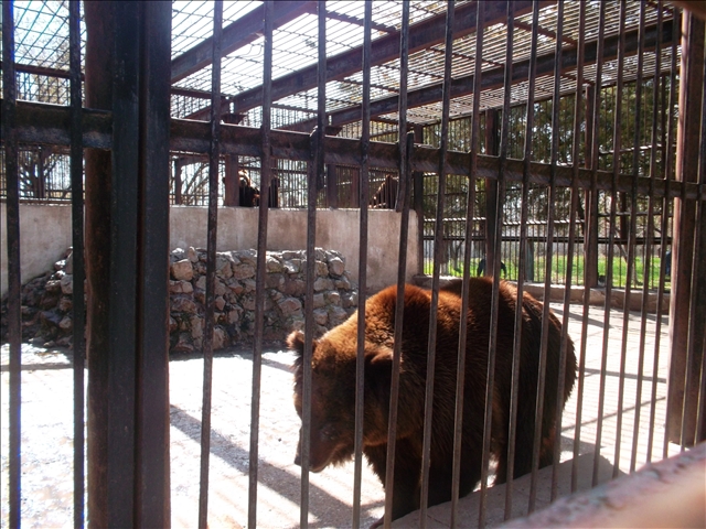 Медведица съела медвежат испугавшись грохота салютов в зоопарке Шымкента