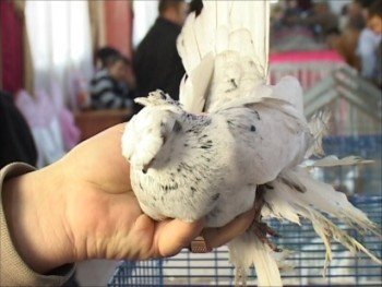 Почти все голуби были одной породы - узбекская выставочная