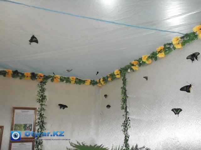 Уникальная выставка бабочек проходит в Шымкенте