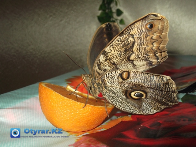Уникальная выставка бабочек проходит в Шымкенте