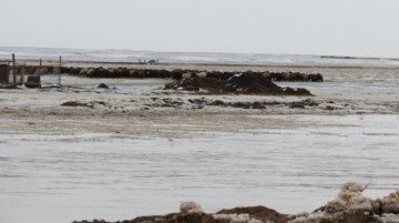 В Южно-Казахстанской области из-за паводка погибло 186 овец и 8 коров в двух крестьянских хозяйствах.