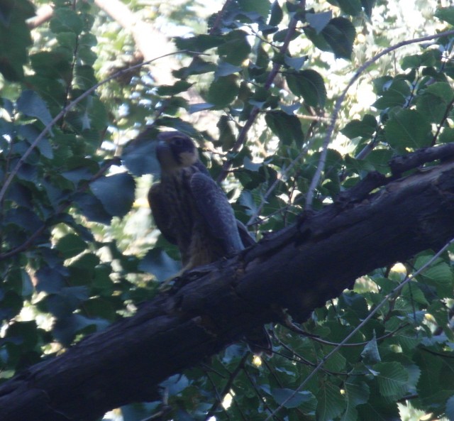 Хищная птица в Шымкенте. Фото автора