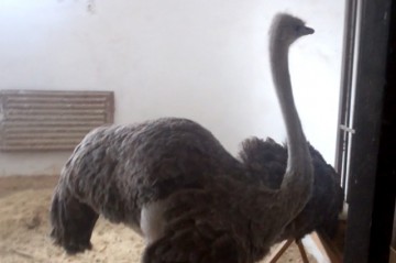 Шымкентские страусы не стали дожидаться весны