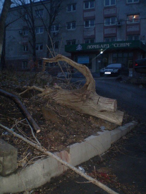 Упавшее в прошлом году дерево до сих пор лежит