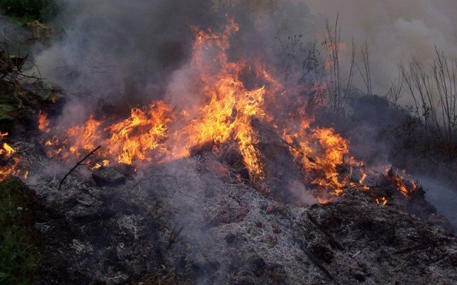 В Туркестанском лесхозе в этом году от огня уже пострадало 600 гектаров прибрежных тугайных лесов.