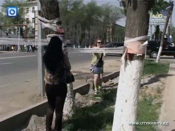 Журналисты и художники протестуют против варварской обрезки деревьев в Шымкенте