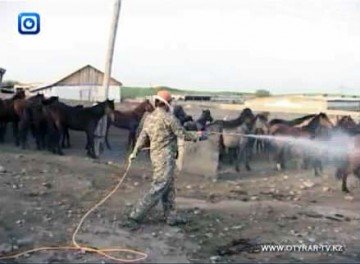 В Шымкенте начали обрабатывать домашний скот от клещей