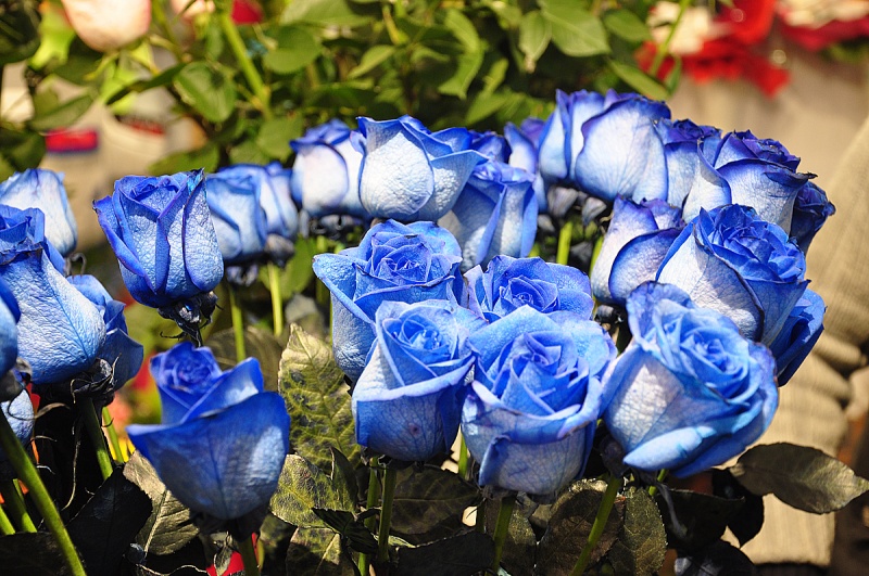 Синие голландские розы - новинка сезона.