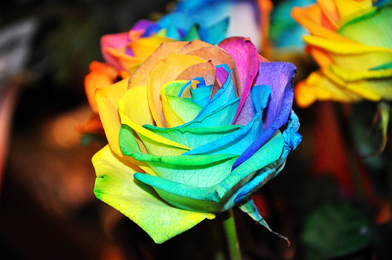 От разнообразия форм и расцветок роз, предлагаемых покупателям, разбегаются глаза.