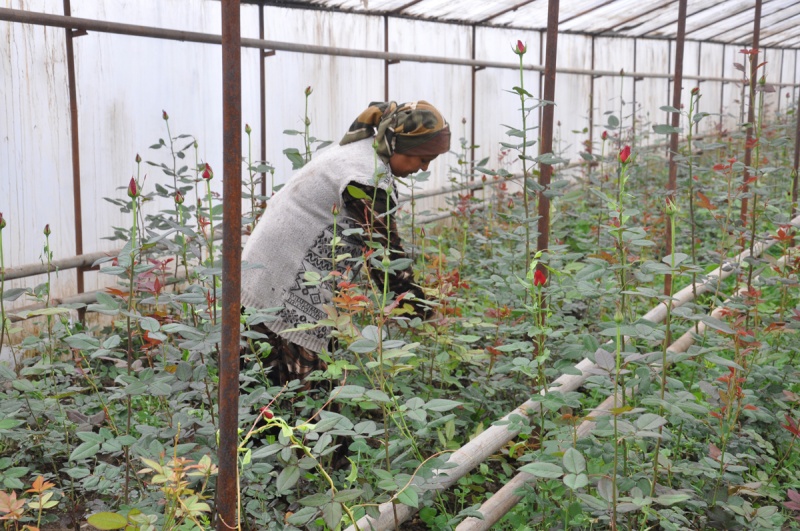 Выращиванием роз в теплицах в с.Турбат занимается около 100 семей.