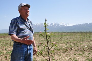 Вилем Габрильян, старший научный сотрудник, кандидат сельхознаук, отдавший изучению сортов плодовых деревьев более 40 лет.
