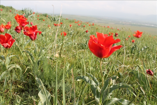   Еще в 30-х годах  ХХ -го века вокруг Ташкента луковицы тюльпанов Грейга собирали на экспорт, для цветоводов Голландии. 