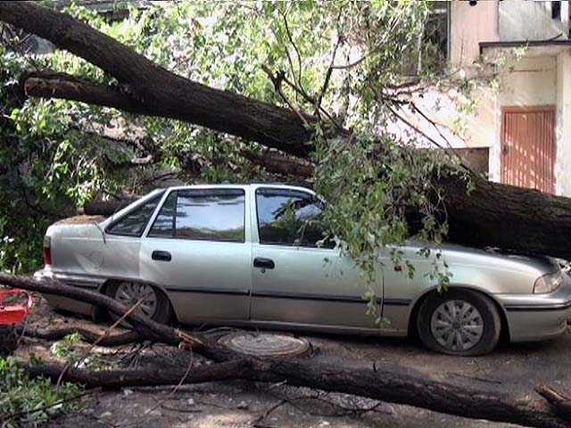 Дерево упало на припаркованный во дворе многоэтажки автомобиль