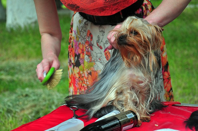 Заряд радости, или Фотоотчет с конкурса красоты собак