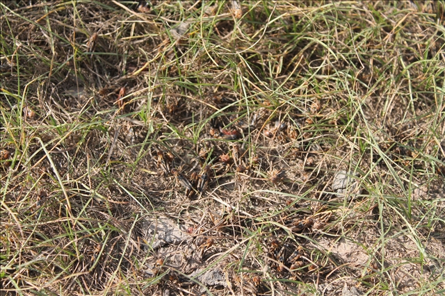 Земли, на которых на каждый квадратный метр площади приходится больше пяти насекомых-вредителей, считаются зараженными и подлежат обработке. Больше всего таких земель в Сарыагашском районе - 87,62 тысячи гектаров.