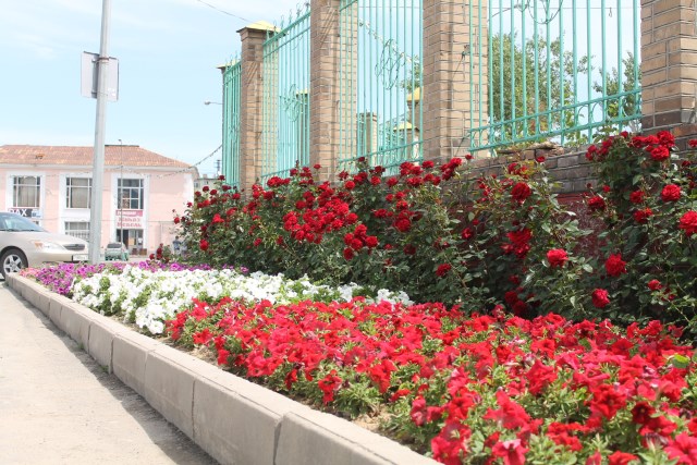 В этом году на центральных улицах Шымкента высадили  16 000 роз