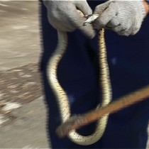 При отлове змей руки обязательно должны быть защищены