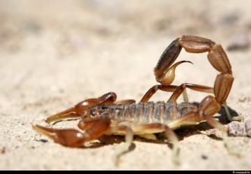 Несмотря на то, что скорпионы в нашем регионе не ядовиты, укушенным необходимо обратиться за медицинской помощью
