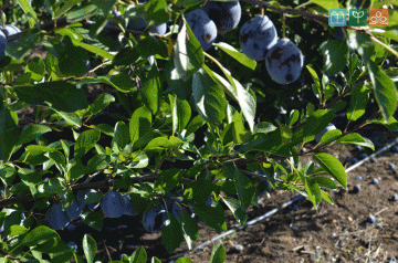 Вот уже три года в Сузаке используют капельное орошение для полива плодовых деревьев