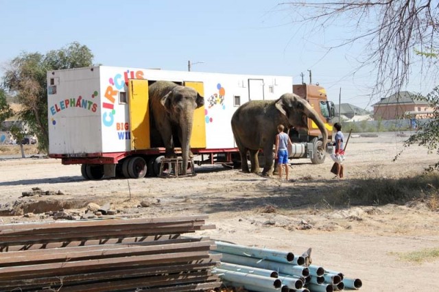 В этом грузовике слоны живут во время гастролей. На нем и приехали купаться