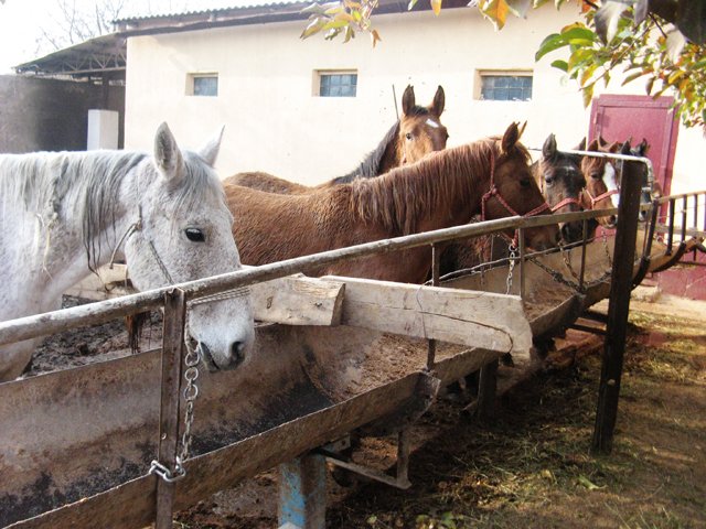 Большая часть скота Болата Укибаса находится в кошаре, а остальные в сараях близ дома 