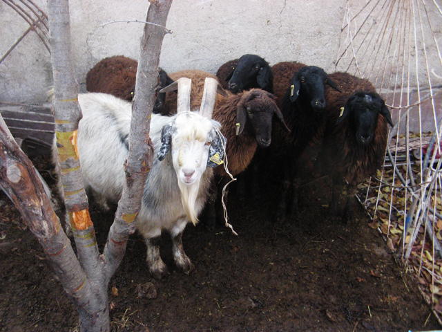 Весь скот мужчина сдает в убойных цех находящийся в Сайрамском районе