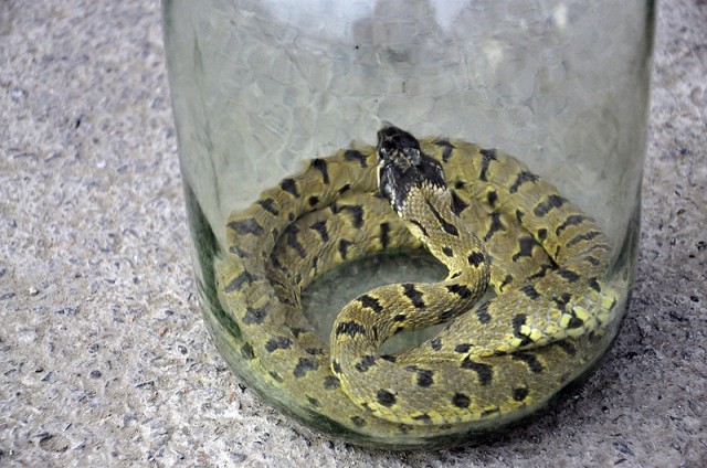 Змея вышла из зимней спячки из-за резкого потепления, говорят сотрудники террариума