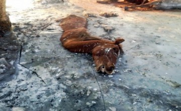 Вышедшая из берегов Сырдарья затопила пастбища, погибли почти три табуна лошадей