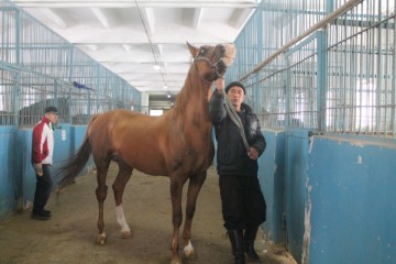 Ербол - конь с норовом