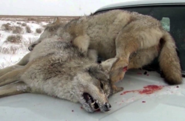 Охотники подстрелили двух волков. Скриншот с видео