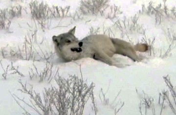 Раненый волк. Скриншот с видео