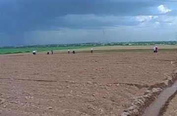Сельхоз культурами будут засеяны 805 тысяч гектаров земли