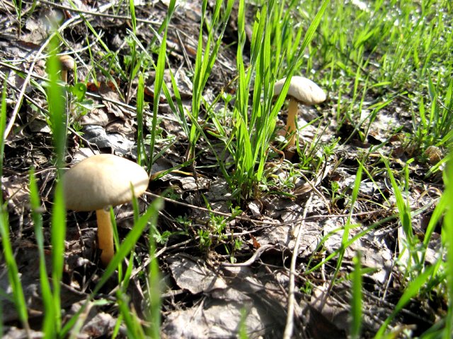Природа полностью пробудилась. На полях появились грибы 