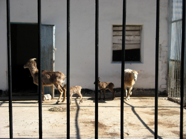 Животные в зоопарке Шымкента принесли потомство