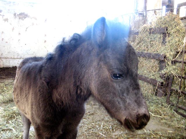 Маленький жеребенок-пони родился совсем недавно, но уже твердо стоит на ногах
