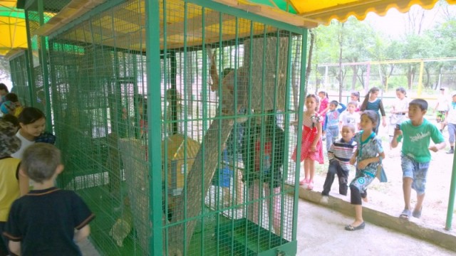 Дети новых питомцев зоопарка приветствуют криками и визгами