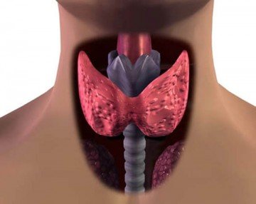 Функцию щитовидной железы регулирует тиреотропный гормон