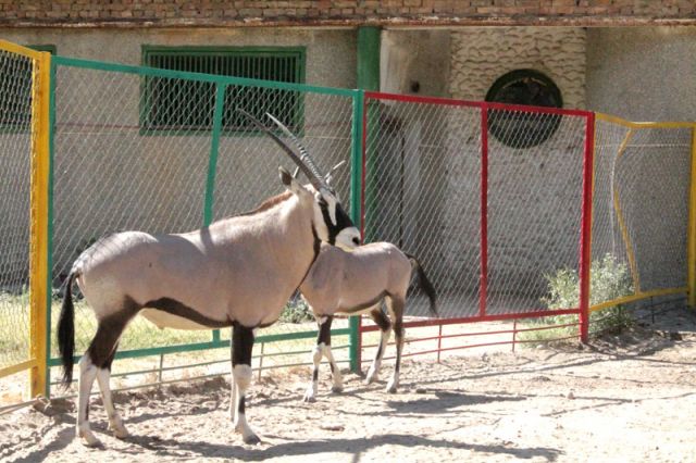 Молодая пара антилоп Орикс - гордость шымкентского зоопарка