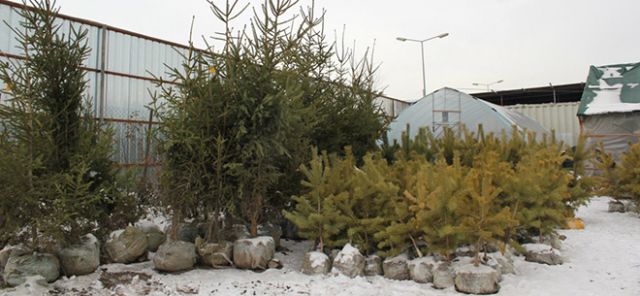 В Казахстане не запрещена торговля составных елок из ветвей и живых елок, растущих в контейнерах местного производства