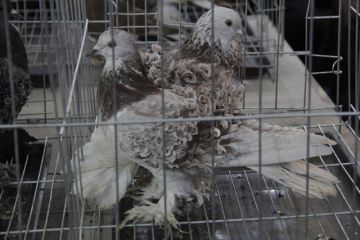 В Шымкенте прошел очередной фестиваль голубей