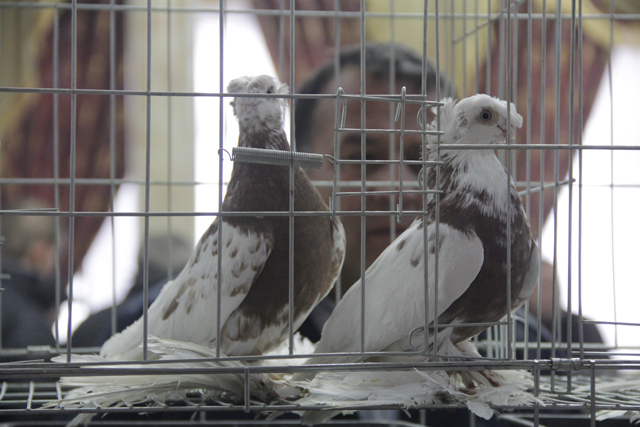 В Шымкенте прошел фестиваль голубей