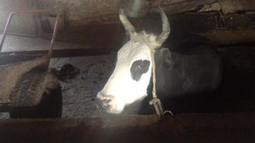 В Отырарском районе ЮКО задержана группа скотокрадов