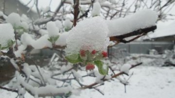 Выпавший в Южном Казахстане снег повлиял на урожай