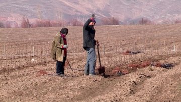 400 000 яблоневых саженцев высадят в этом году в селе Майтобе Тюкубасского района. 