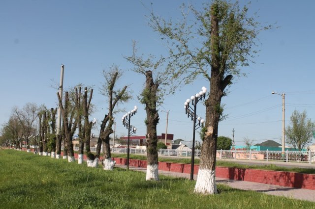 Вырубка деревьев в Шымкенте