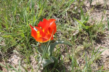 Фестиваль тюльпанов пройдет 18 апреля в Байдибекском районе ЮКО
