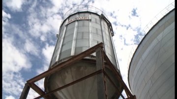 В Отырарском районе открывается завод по сушке и хранению кукурузы