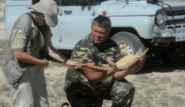 В Казахстане популяция серых варанов оказалась под угрозой
