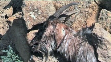 У жителей поселка Ачисай в ЮКО массово гибнет скот
