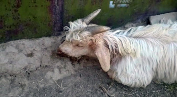 У жителей поселка Ачисай в ЮКО массово гибнет скот